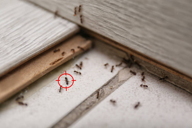 Best Local Pest Control Services  in Springdale, NJ