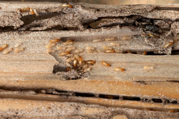 Best Mosquito Control Services  in Springdale, NJ
