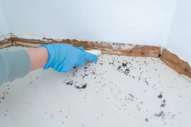 Best Pest Removal Services  in Springdale, NJ